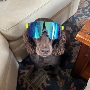 Meet your Posher, Sam